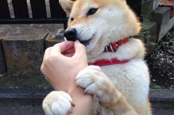 英雄联盟总决赛赛程-跨界传奇，哈登F1首秀接管揭幕战，爵士同日压制鹈鹕展统治力