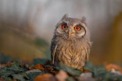 英雄联盟总决赛赛程-孤星刺破亚特兰大夜空，英格拉姆的非典型爆发与独行侠的悬念终结艺术