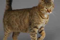 英雄联盟总决赛-绿茵场的绝杀与外交场的封锁，关键时刻的胜负手