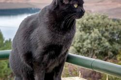 英雄联盟总决赛直播-斯通斯爆发，巴西在巅峰对决胜出爱尔兰