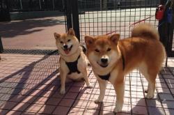 英雄联盟总决赛-足球场上的东决时刻，当葡萄牙用篮球思维碾压波兰