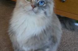 英雄联盟总决赛赛程-钢铁长城与信念之战，范戴克爆发之夜，红军在多特蒙德的炼狱之巅胜出