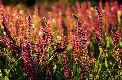 英雄联盟总决赛门票-当马内飞越卡瓦尼，欧冠决赛夜的塞内加尔奇迹与南美神话的黄昏