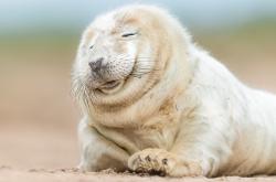 英雄联盟总决赛-心脏与齿轮，当德布劳内为里昂雄狮注入比利时灵魂