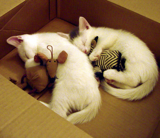 北境寒光刺破南美风暴，格纳布里一传一射助利物浦稳稳拿下厄瓜多尔