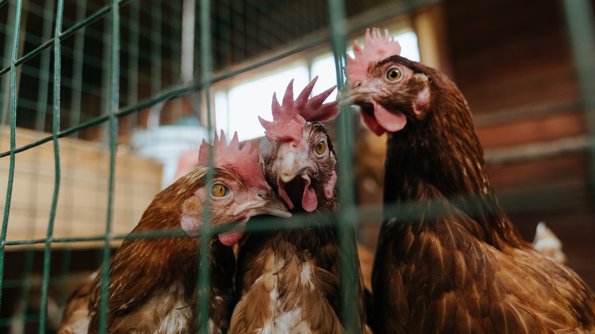 街道赛的节奏，火箭队如何像F1车手一样收割广厦队