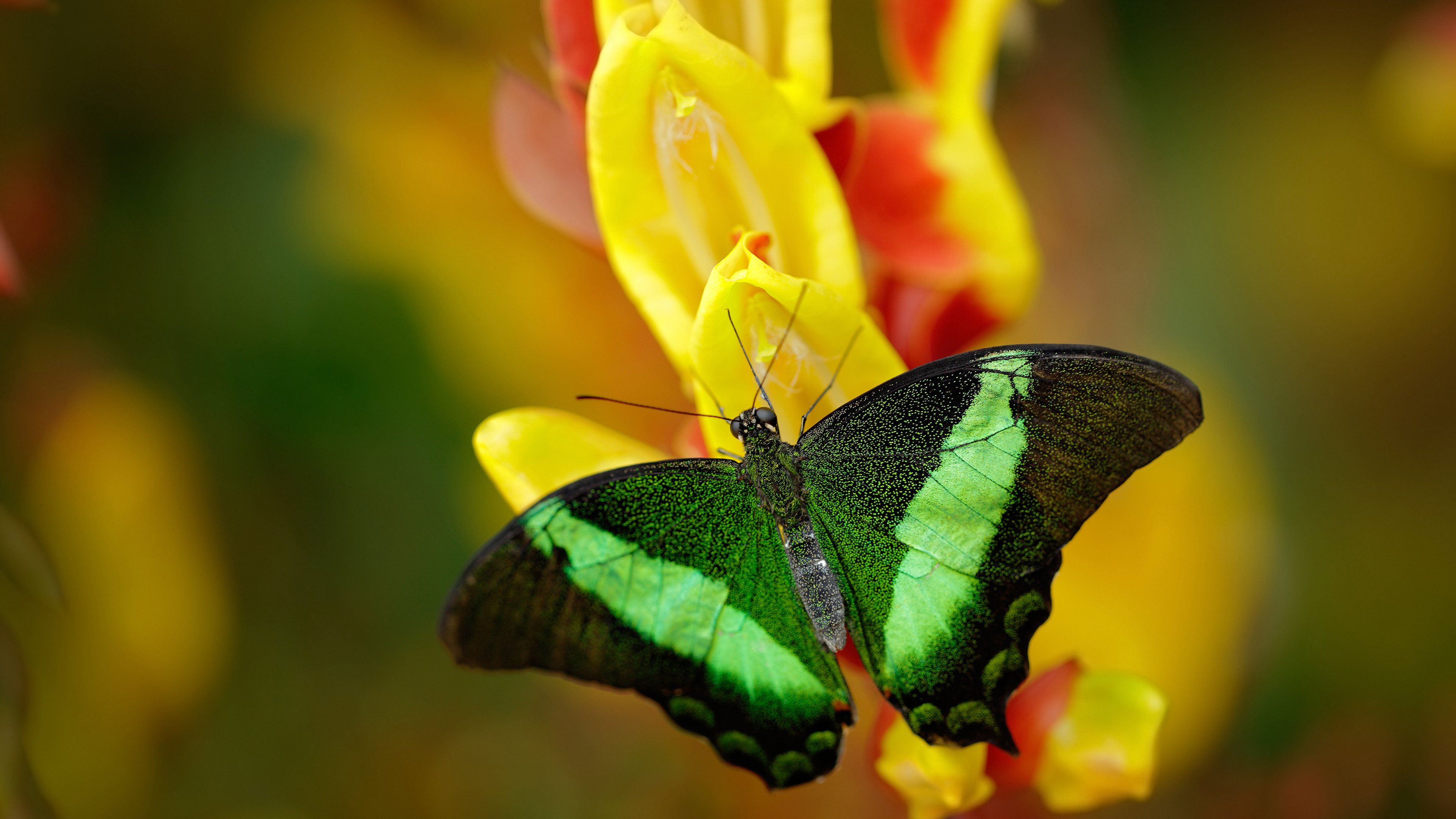 里昂暗夜亮剑，丹麦坚盾难阻凯恩，舞台越巨，战神越狂