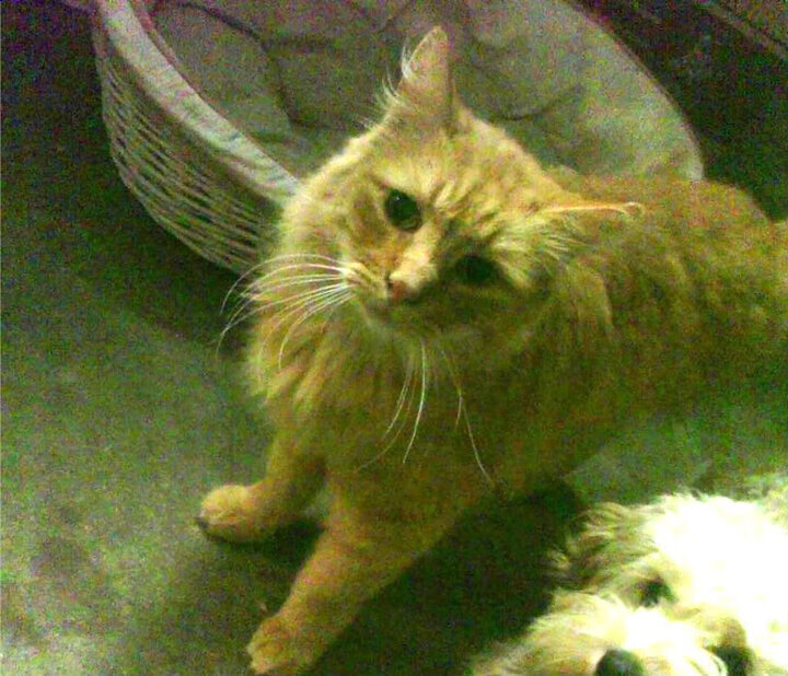 稳定输出!哈利伯顿率湖人压哨险胜吉林