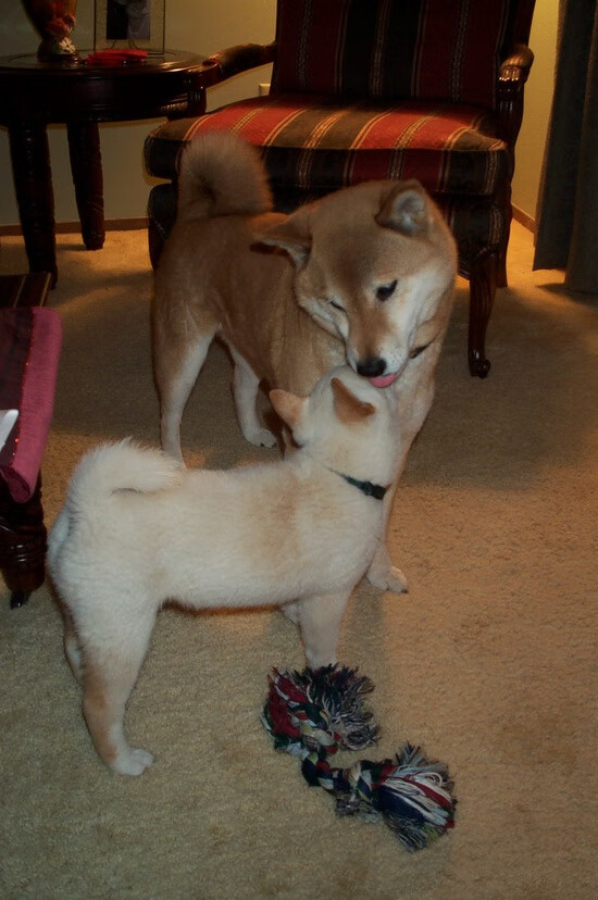 超越绿茵场,国家德比精神在美洲大陆的另类回响