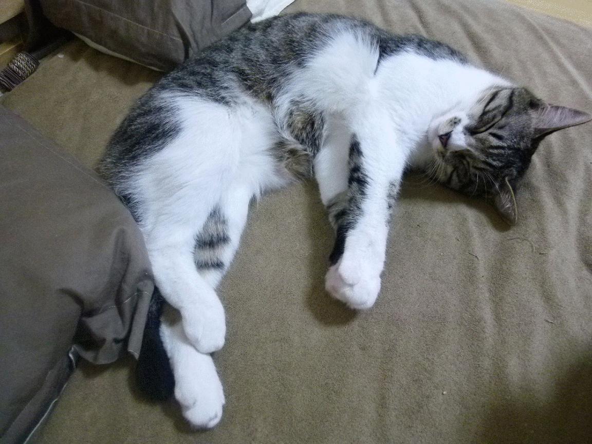 篮球巨星的足球宣言，杰伦·格林如何点燃2026世界杯之夜