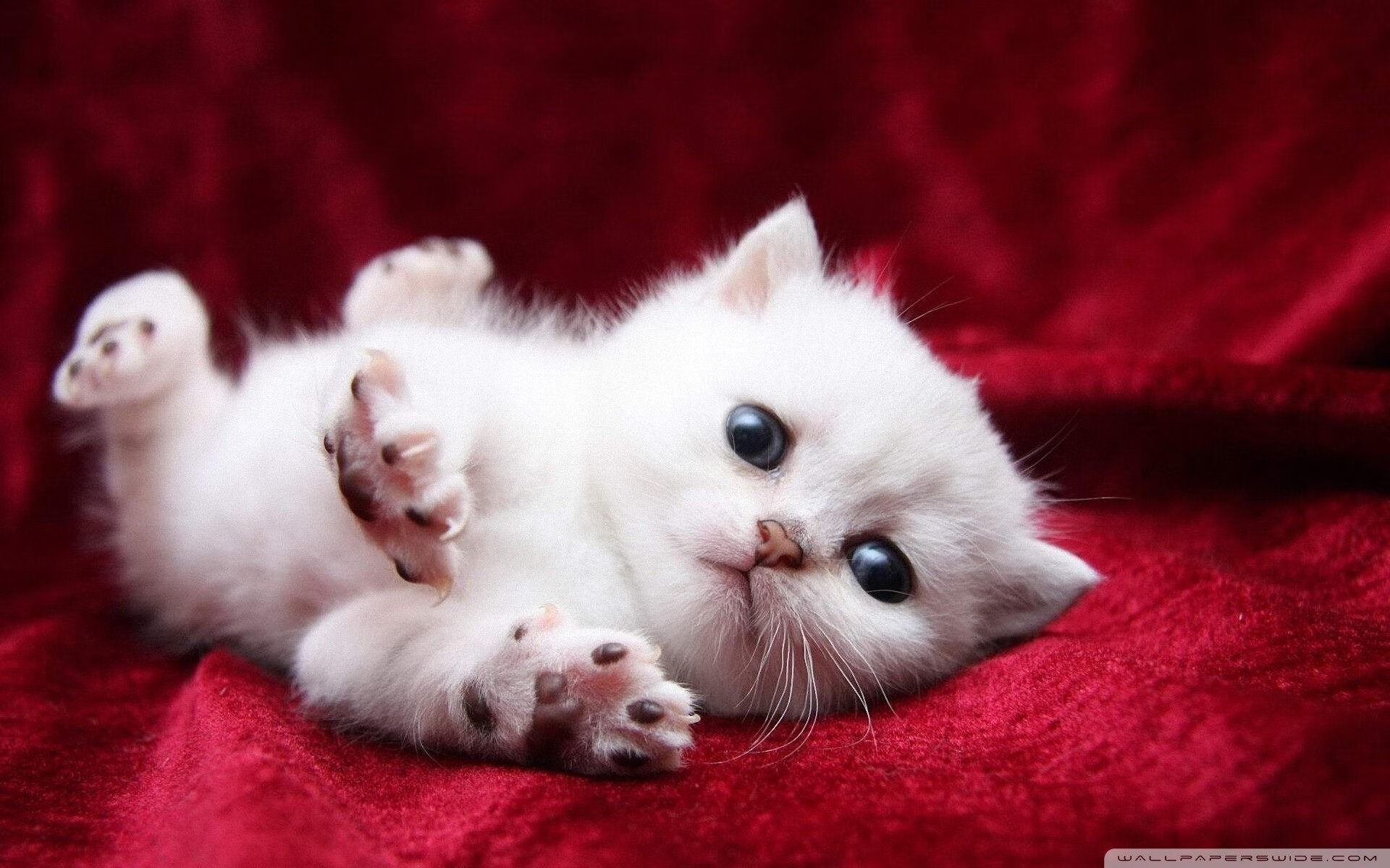 击碎魔咒的92分钟,努涅斯一锤定音,救主比利时闯过新西兰鬼门关