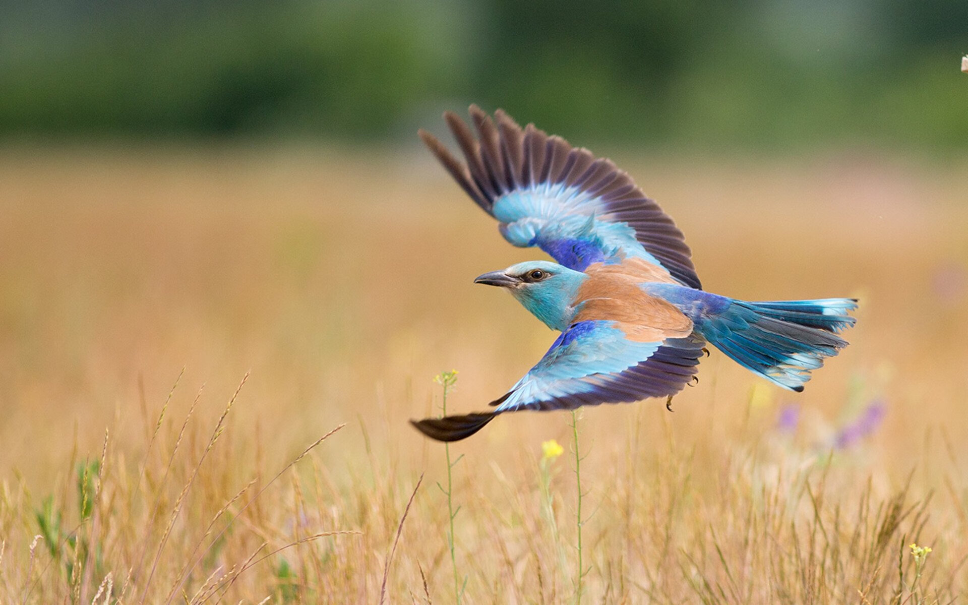 诺坎普之夜，天命流转，基米希一剑封喉，巴萨完胜曼城