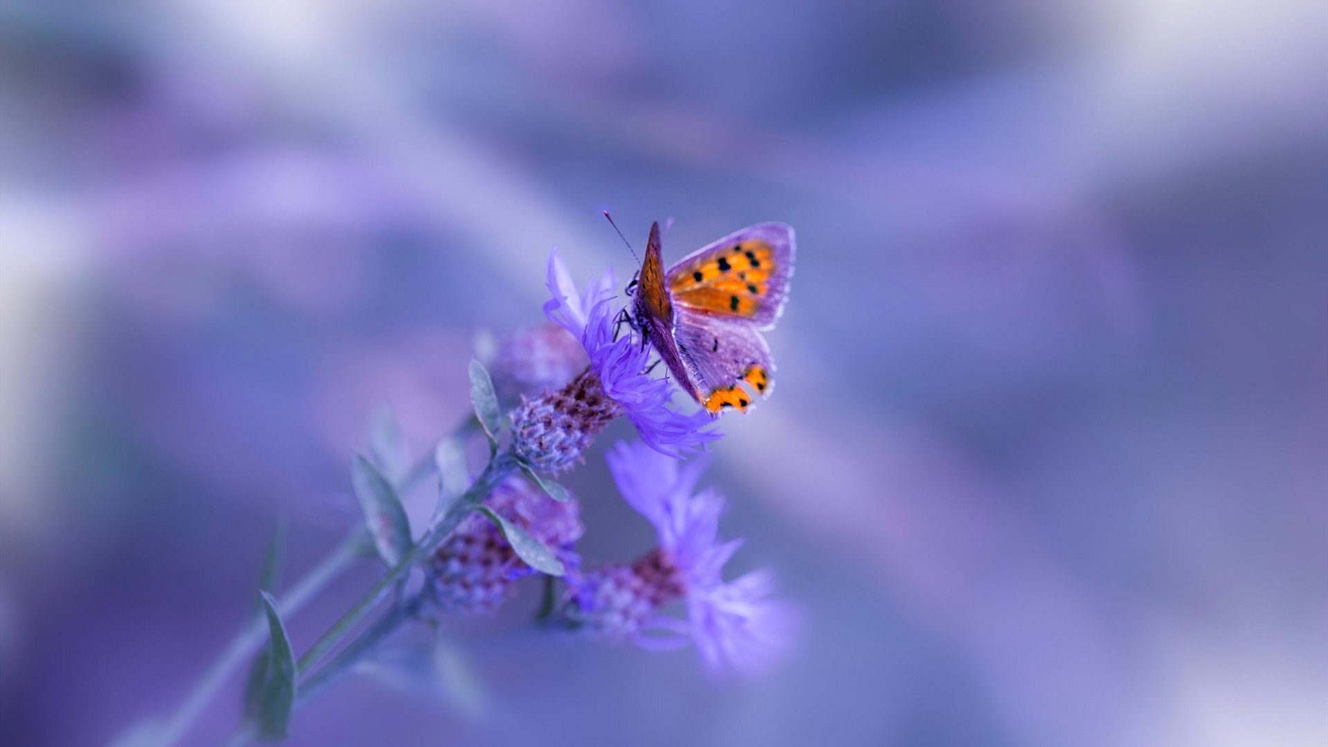 东方雄狮轰塌北美劲旅!马克西单骑救主成定鼎关键先生