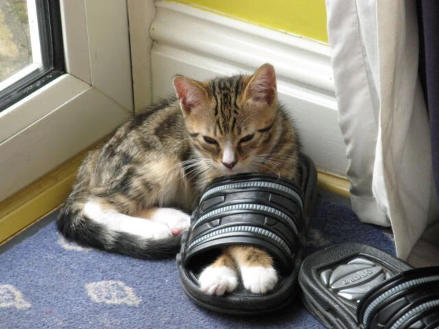 攻防棋局中的胜负手,东决关键战之夜,戈贝尔连续得分拉开差距