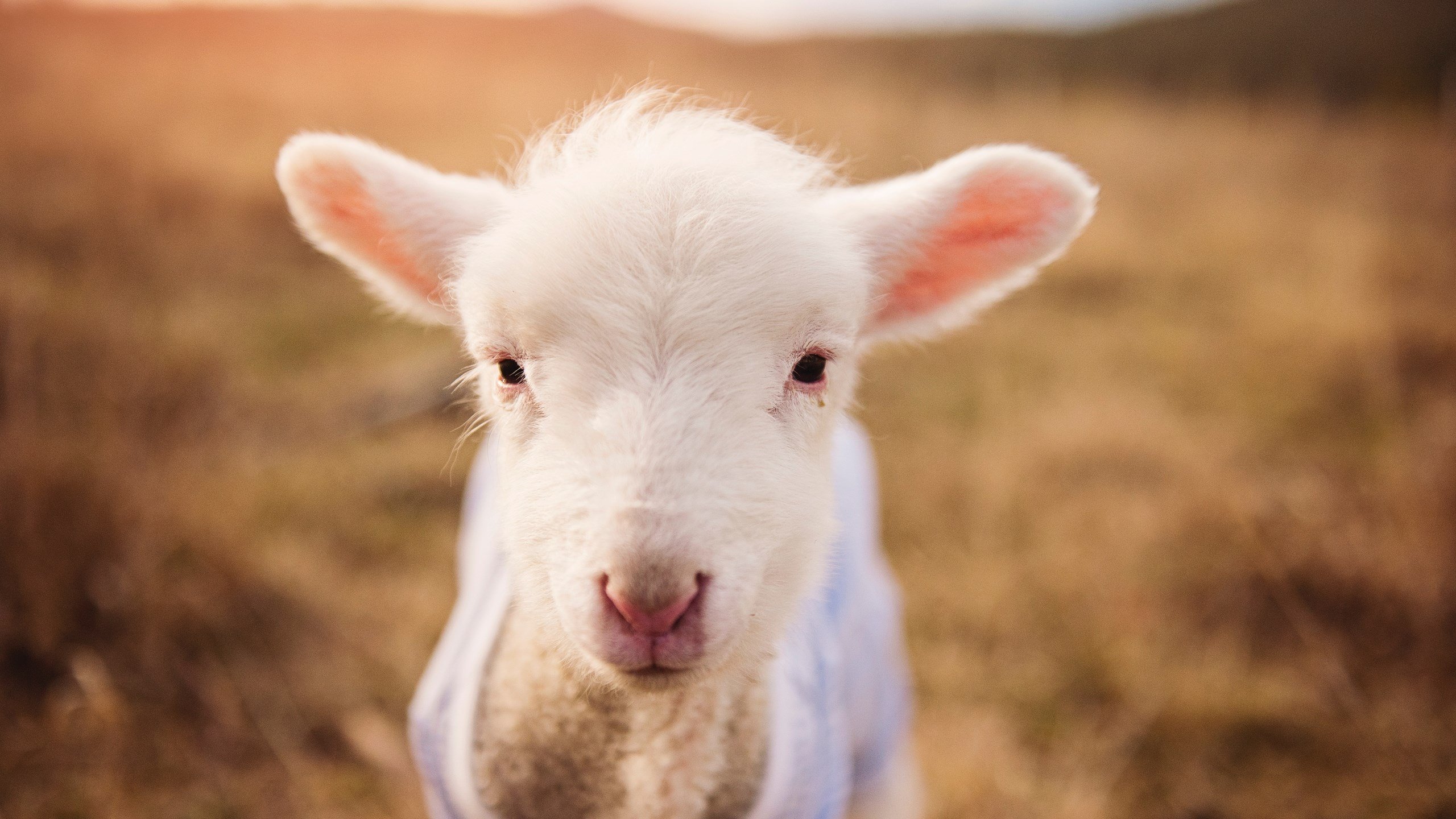 铁血交响曲,当奥地利式严谨在绿茵场上碾碎巴萨的传控幻梦