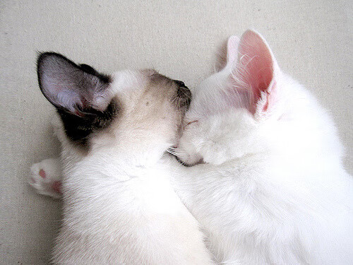 双星破晓，当快船跨过争冠试金石，小贾伦在暗处点亮里程碑