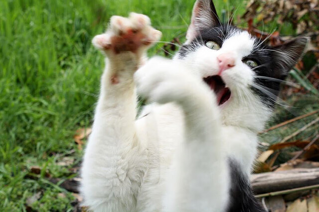 当莱万目光黯淡时，马克西在德甲之巅燃起新的火焰