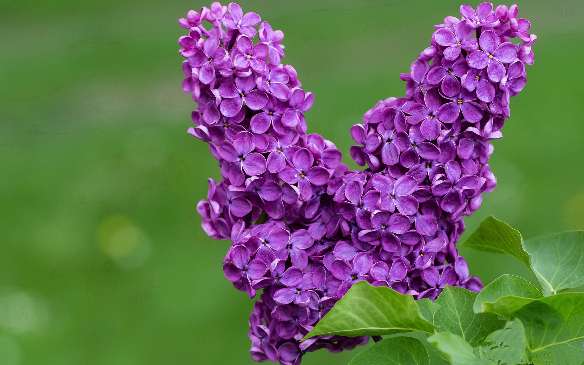 银狐过隙，当福克斯在麦迪逊花园划破纽约的夜