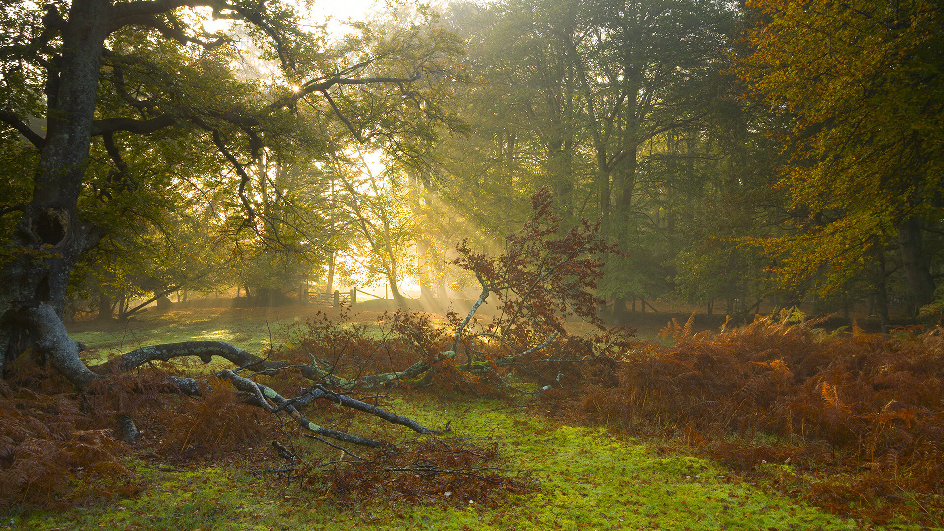 一箭穿心，蒂亚戈那记撕裂时间与概率的远射