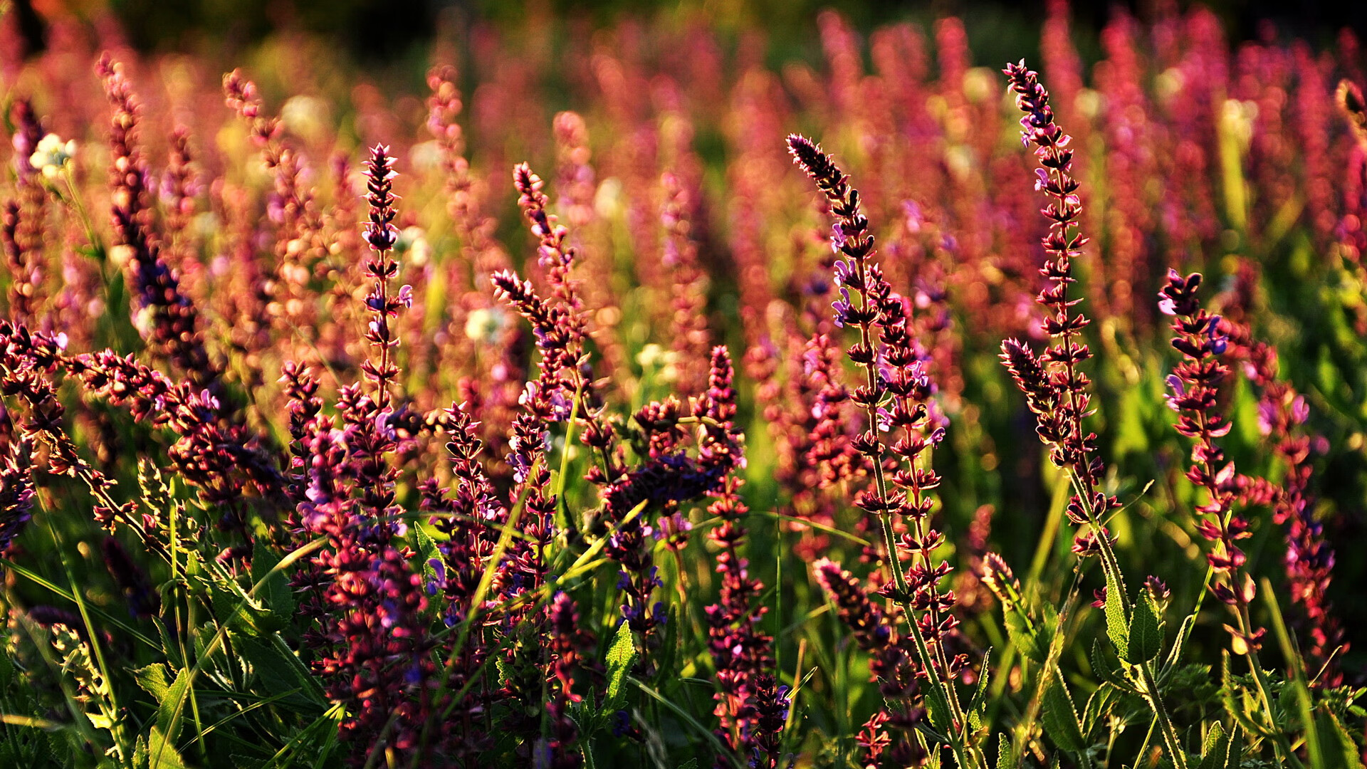当马内飞越卡瓦尼,欧冠决赛夜的塞内加尔奇迹与南美神话的黄昏