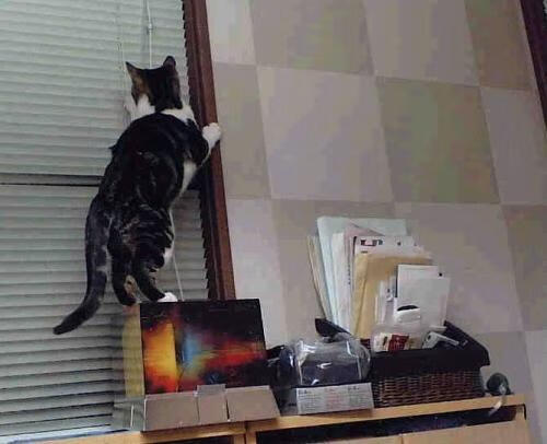 当历史被一球撕裂,开拓者抢七复仇火箭的永恒瞬间