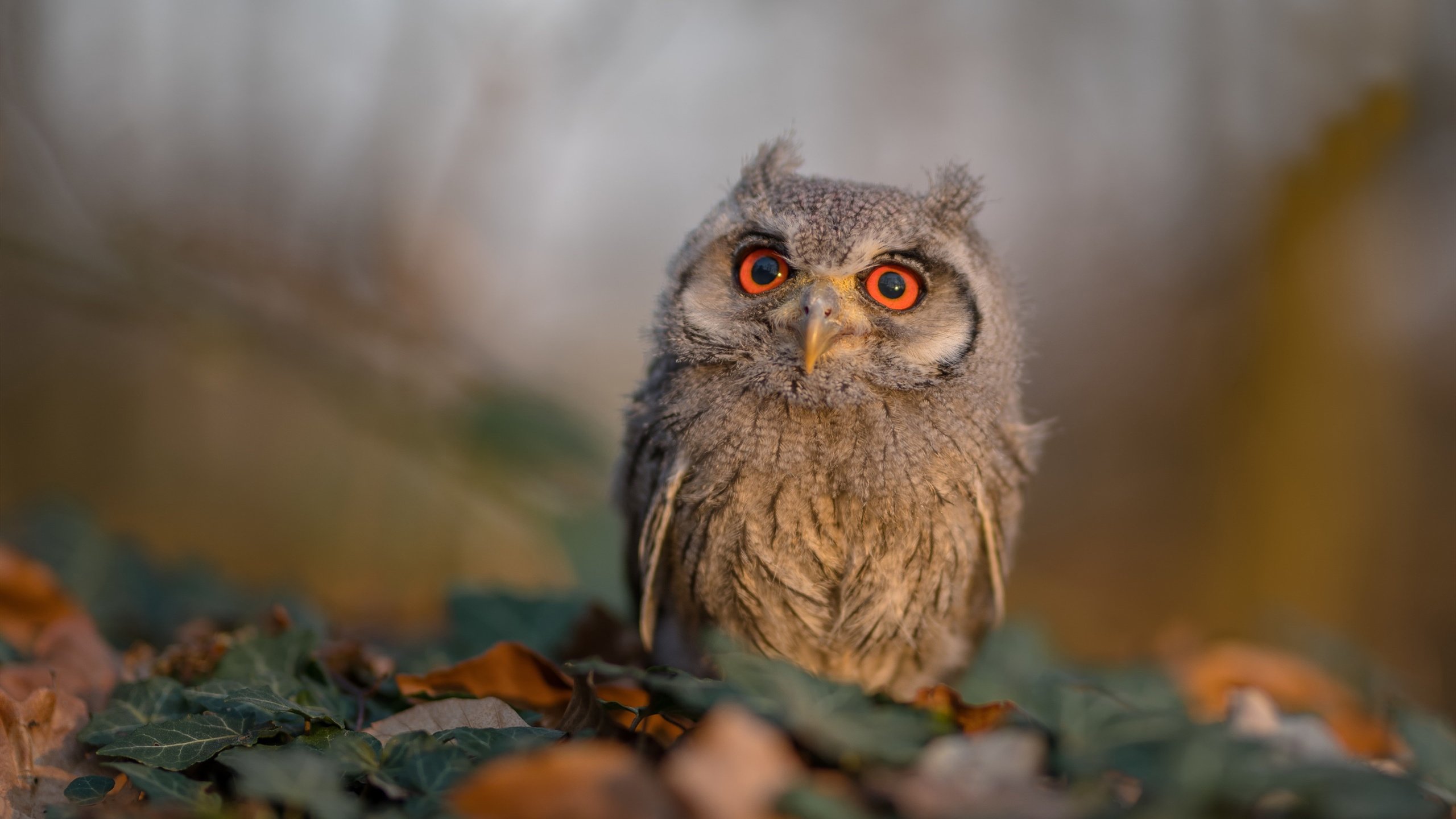 戈贝尔连砍9分掀翻山西防线，客队末节一波流锁定胜局