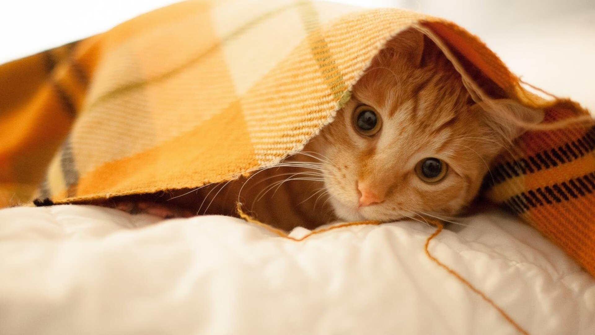 绿茵艺术家，加克波在欧冠决赛之夜刻下唯一签名