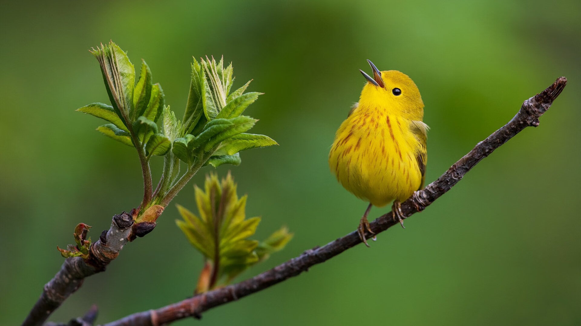 友谊赛中的历史性鏪战，罗马鏖战威尔士，维尼修斯成为关键先生