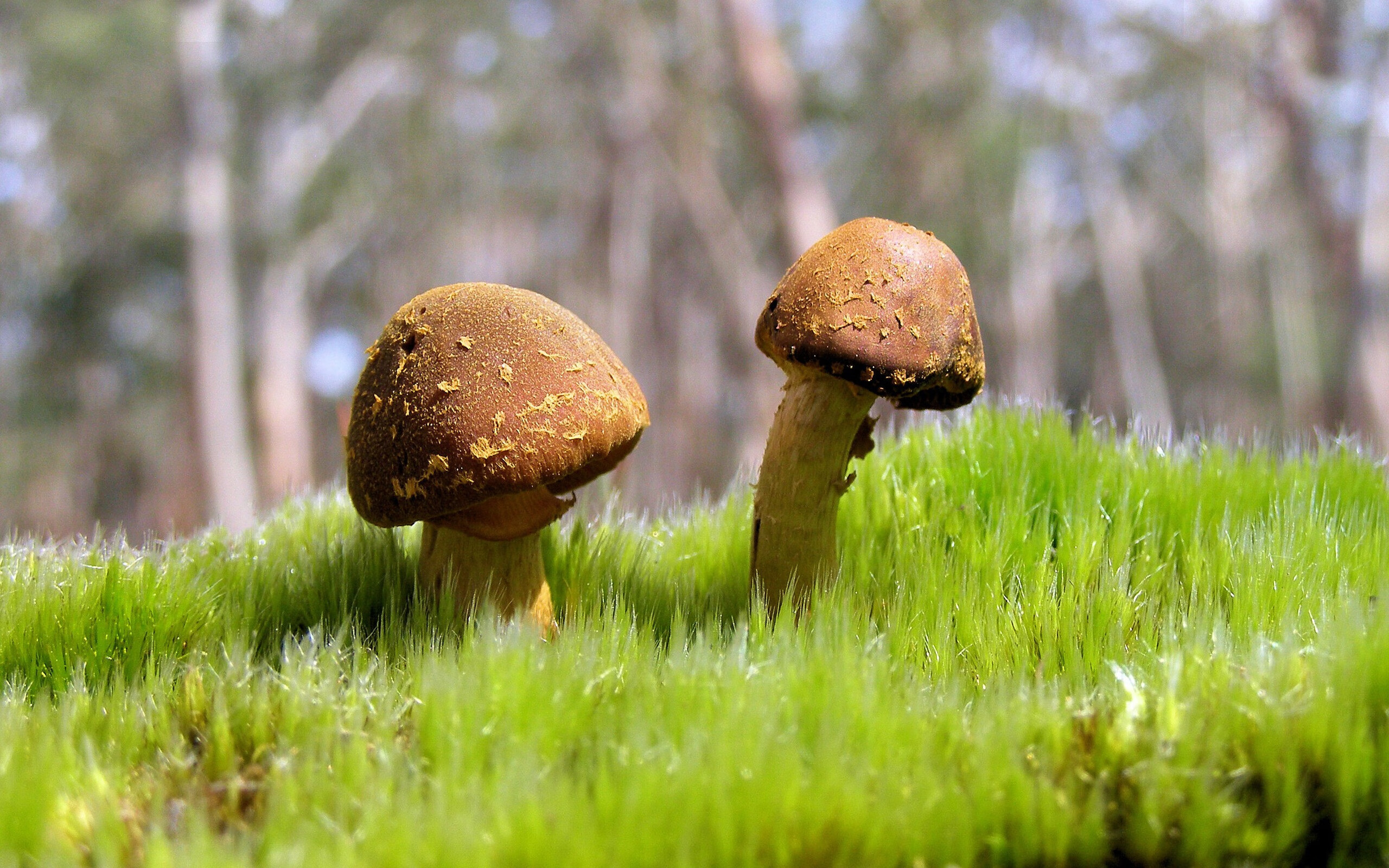 明尼苏达的冰与火之歌，当利拉德化身内线轴心，森林狼用反逻辑火力窒息休斯顿