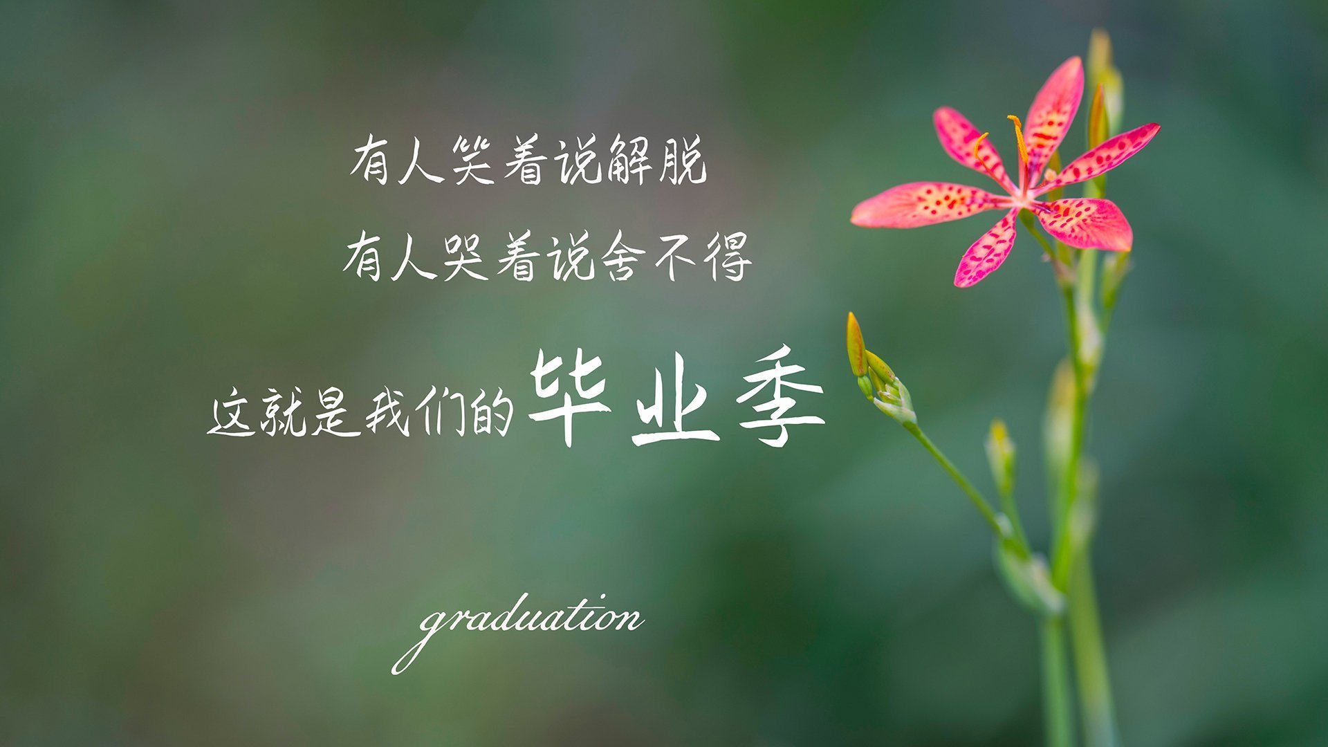 决战之巅,范戴克铁血铸盾,喀麦隆加纳生死局写就唯一传奇